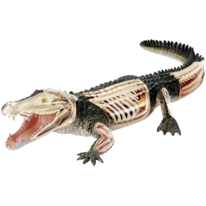 Rompecabezas 3D 4D Master Crocodile Anatomy Model 26114