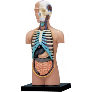 Rompecabezas 3D 4D Master Human Torso Anatomy Model 26051