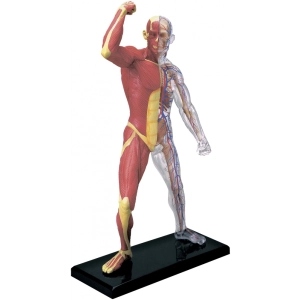 Rompecabezas 3D 4D Master Muscle and Skeleton Anatomy Model 26058