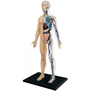 Rompecabezas 3D 4D Master Half Cleared Human Body Anatomy Model 26085