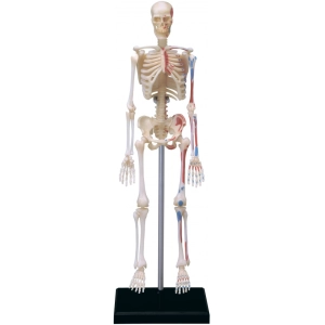 Rompecabezas 3D 4D Master Human Skeleton Model