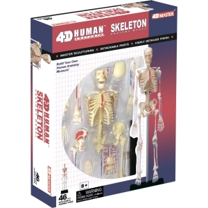 4D Master Human Skeleton Model 26059