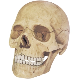 Rompecabezas 3D 4D Master Exploded Skull Model 26086