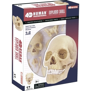 4D Master Exploded Skull Model 26086