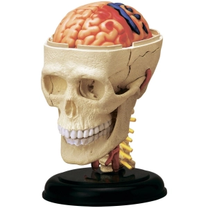 Rompecabezas 3D 4D Master Cranial Nerve Skull 26053