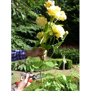 Tijeras de podar y tijeras de jardín