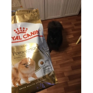 Royal Canin Adult Pomeranian 0.5 kg