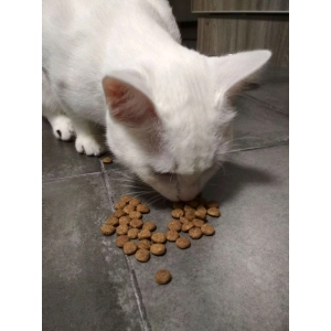 Comida de gato